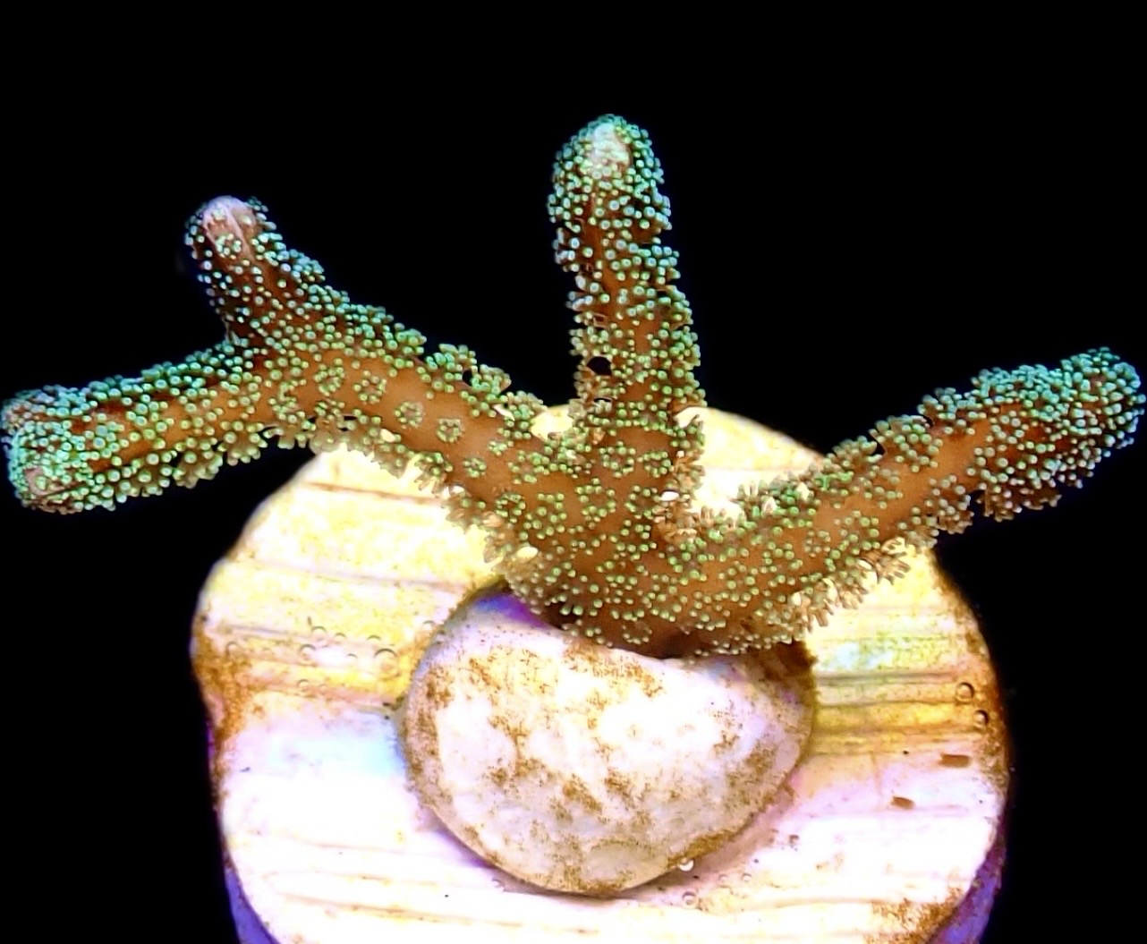 WYSIWYG 7G Fibre Optic Seriatopora Frag