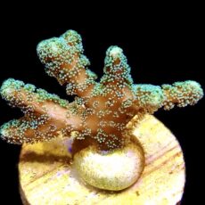 WYSIWYG 8i Fibre Optic Seriatopora Frag