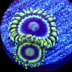 WYSIWYG 31D Blue Rhino Zoa