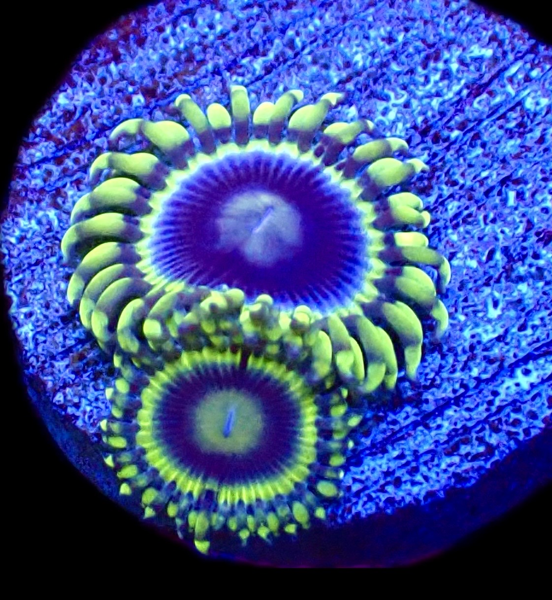 WYSIWYG 31D Blue Rhino Zoa