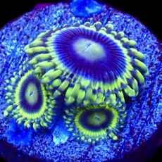 WYSIWYG 31E Blue Rhino Zoa