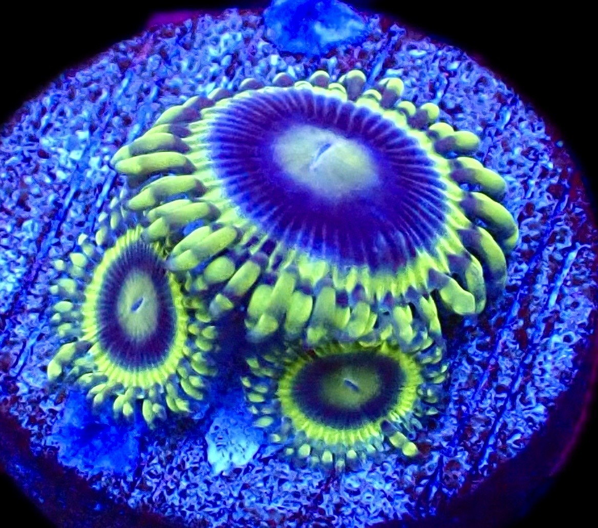 WYSIWYG 31E Blue Rhino Zoa