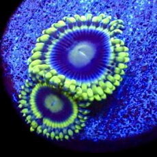 WYSIWYG 31F Blue Rhino Zoa
