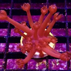 WYSIWYG Flaming Hot Goniopora Frag 64
