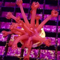WYSIWYG Flaming Hot Goniopora Frag 64