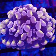 WYSIWYG Orange / Purple Branching Hammer 45