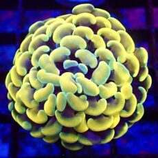 WYSIWYG Gold / Lime Hologram Branching Hammer 19