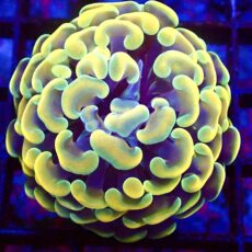 WYSIWYG Gold / Lime Hologram Branching Hammer 34