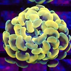 WYSIWYG Gold / Lime Hologram Branching Hammer 37