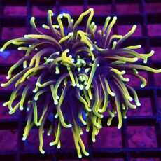 WYSIWYG Hellfire Gold Torch Euphyllia Double Head 63