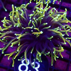 WYSIWYG Hellfire Gold Torch Euphyllia Double Head 83