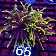 WYSIWYG Hellfire Gold Torch Euphyllia Double Head 65