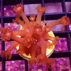 WYSIWYG Flaming Hot Goniopora Frag 8