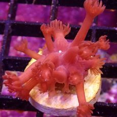 WYSIWYG Flaming Hot Goniopora Frag 61