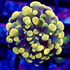 WYSIWYG Orange / Lime Hologram Branching Hammer 49