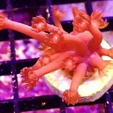 WYSIWYG Flaming Hot Goniopora Frag 20