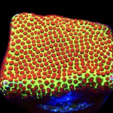 WYSIWYG 8E Grinchy Porites Frag