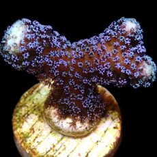 WYSIWYG 11B Purple Stylophora Milka