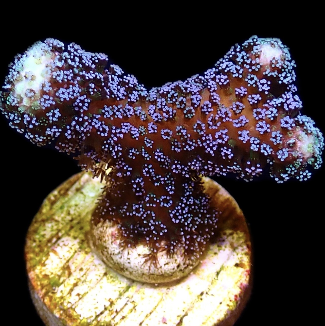 WYSIWYG 11B Purple Stylophora Milka