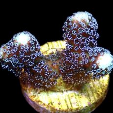 WYSIWYG 14C Purple Stylophora Milka