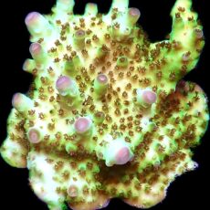 WYSIWYG 21E Rainbow Acropora Granulosa Frag XL