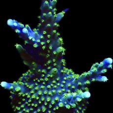 WYSIWYG 23E Acropora Valida Extra Large