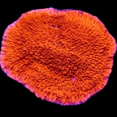 WYSIWYG 14J Bright Orange Plating Montipora Frag Extra Large