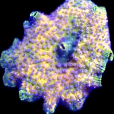Purple Rain Discosoma Mushroom