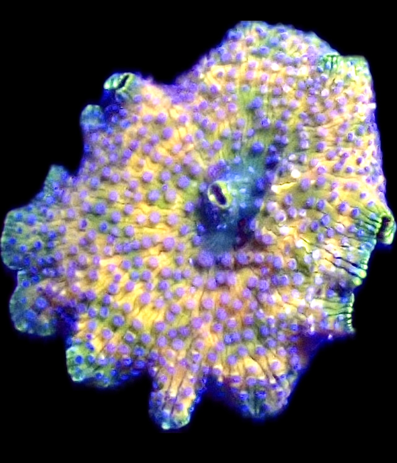 Purple Rain Discosoma Mushroom