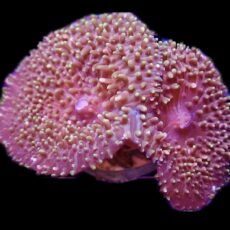 WYSIWYG T1 Large Pinky / Lime Frilly Mushroom Double Head