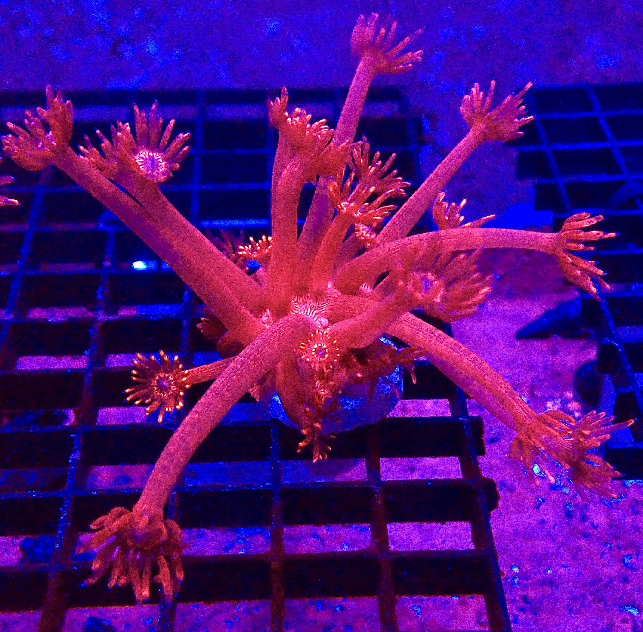 WYSIWYG Blazing Inferno Long Polyped Goniopora Frag 89