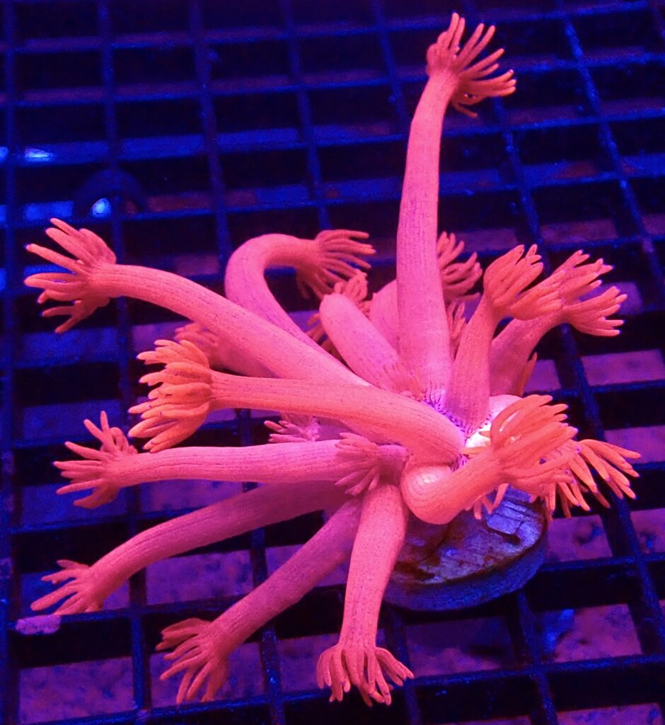 Flaming Flamingo Goniopora Frag Large