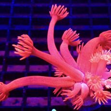 WYSIWYG Flamboyant Flamingo Goniopora 41