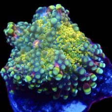 WYSIWYG Rainbow Ricordea Yuma A42
