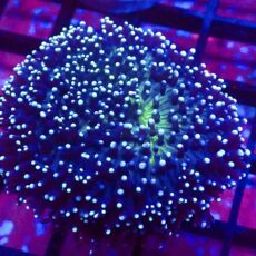 WYSIWYG Lime Tipped Purple Frilly Mushroom Extra Large 3