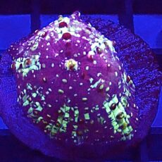 WYSIWYG A54 Ultra Discosoma Mushroom