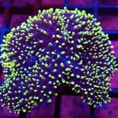 WYSIWYG Lime Tipped Purple Frilly Mushroom Large T2