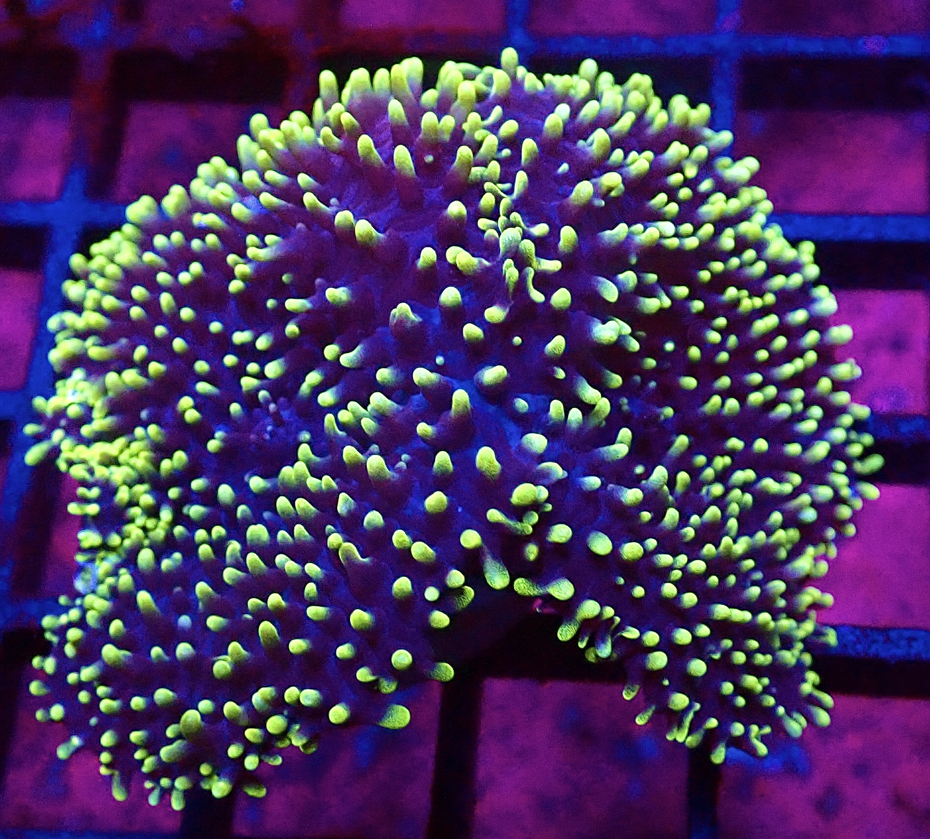 WYSIWYG Lime Tipped Purple Frilly Mushroom Large T2