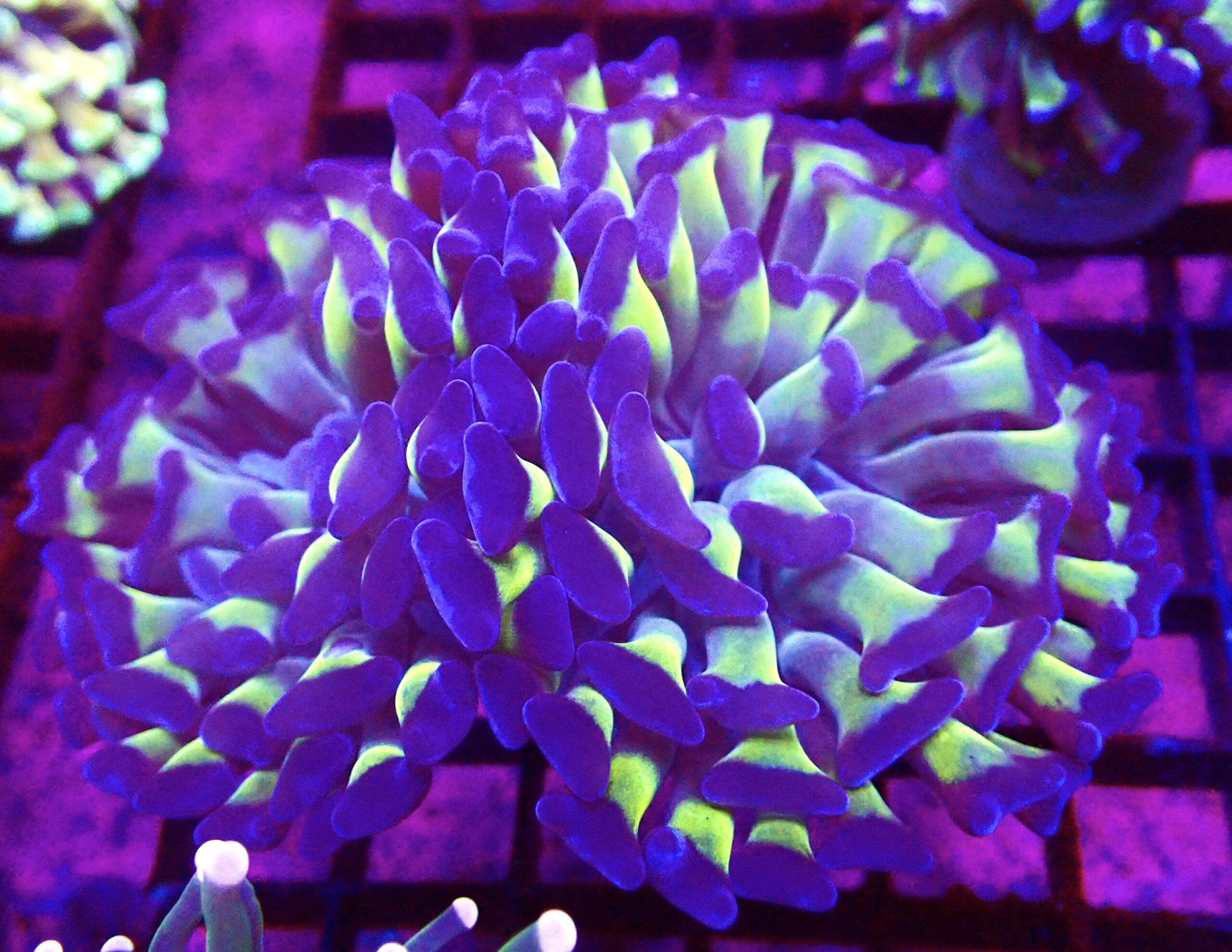 WYSIWYG Branching Tri-Colour Hammer 30