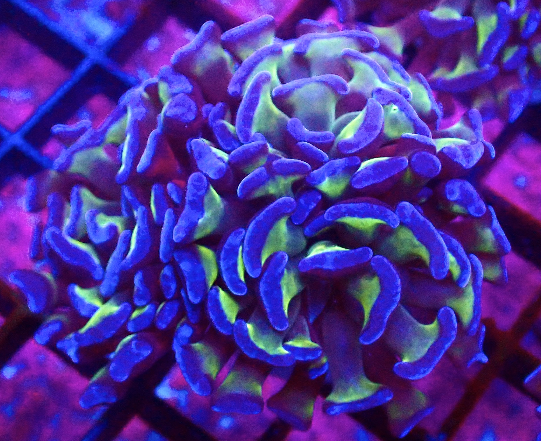 WYSIWYG Branching Tri-Colour Hammer 30