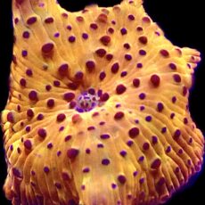 WYSIWYG A55 Ultra Discosoma Mushroom