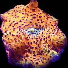 WYSIWYG A56 Ultra Discosoma Mushroom