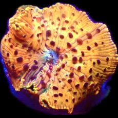 WYSIWYG 30B Ultra Discosoma Mushroom