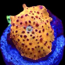 WYSIWYG 31B Ultra Discosoma Mushroom
