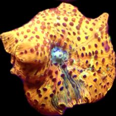 WYSIWYG 32B Ultra Discosoma Mushroom