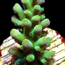 WYSIWYG 13F Candy Apple Acropora