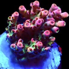 WYSIWYG 23F Bill Murray Acropora Frag