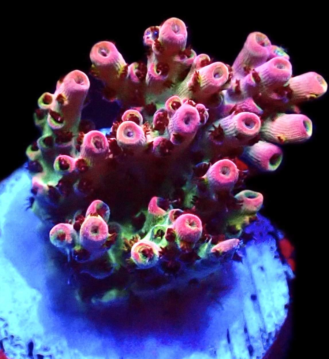 WYSIWYG 23F Bill Murray Acropora Frag