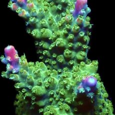 WYSIWYG M29 Rainbow Staghorn Frag Large