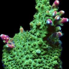 WYSIWYG 25H Rainbow Staghorn Frag Large